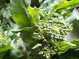 Check spelling or type a new query. Fruhlingsernte Cime Di Rapa Garten Des Lebens