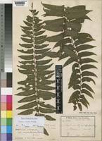 Image result for Asplenium elliottii