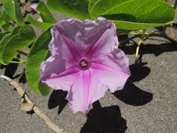 Image result for Ipomoea pes-caprae