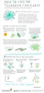 How To Care For Air Plants Decorate With Them Air Plants Care Air Plants Tillandsia Air Plant