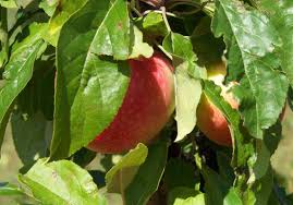Homemade fruit tree sprays are easy to make and help to promote a healthy harvest. Time To Spray Those Fruit Trees The Blade