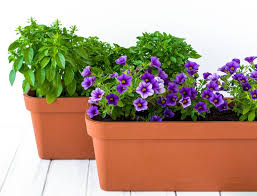 Si tu veux savoir tous les détails,. Fleurs Pour Jardiniere De Printemps Jardiner Malin