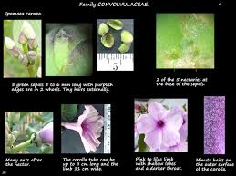 Image result for Ipomoea tenuipes