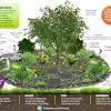 A guide to planting fruit trees, and when to plant fruit trees, with a video tutorial on fruit tree planting. 1