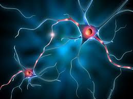 Down Syndrome Gene Clusters Linked With Specific Cognitive Deficits And Neuronal Communication