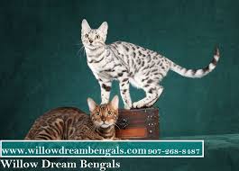 Adopting a jakswild bengal kitten is an amazing experience. Pick Best Bengal Kittens From Us Bengal Kitten Bengal Cat Cat Adoption