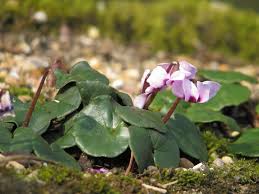 Image result for Cyclamen parviflorum