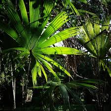 Traces De Voyages Tracesdevoyages Photos Et Videos Instagram Ile Maurice Jardin Botanique De Pamplemousse Jardin Botanique Jardins Ile Maurice