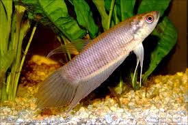 Betta Renata Betta Fish Betta Aquarium Fish