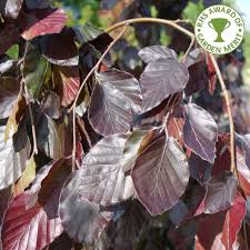 Prune any upright growth that spoils the weeping form. Fagus Sylvatica Purple Fountain Buy Weeping Purple Beech Trees