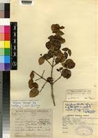 Image result for Strychnos henningsii