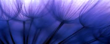 We did not find results for: 920 Sfondi Viola Sfondi Gratis