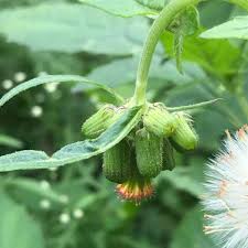 Image result for Crassocephalum radiatum