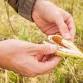 Grow Your Garden for Less with Seed Collecting event image