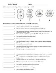 Student drag and drop images of cells in different phases onto the correct phase label. Mitosis Homework Sheet