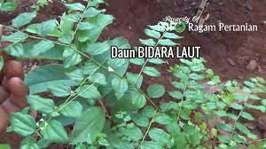 Dara laut, dara putih (jawa); Perbedaan Bidara Laut Dengan Bidara Arab Sidr Mirip Tapi Beda Khasiat Youtube