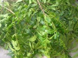 Tiada kajian saintifik membuktikan daun semambu mampu merawat covid19. Look Again