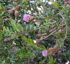Image result for Melaleuca nesophila