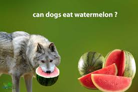 It's also a good idea to remove the rind because it can cause gastrointestinal upset. Can Dogs Eat Watermelon Is Watermelon Bad For Dogs