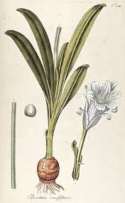 Image result for Ismene narcissiflora