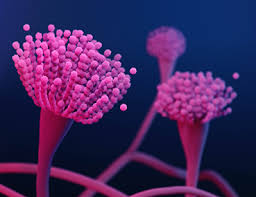 Meaning of fungus in english. Where Aspergillosis Comes From Aspergillosis Types Of Fungal Diseases Fungal Diseases Cdc