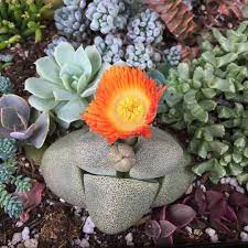 Split Rock Pleiospilos Nelii Blooming Succulents Mimicry Plant Cacti And Succulents