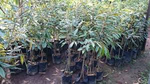 Adapun cara menanam untuk pohon durian adalah sebagai berikut : Cara Menanam Durian Musang King Pusat Bibit Durian Montong Dan Bawor Di Medan