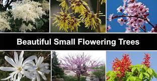 Maybe you would like to learn more about one of these? 18 Small Flowering Trees With Pictures For Easy Identification