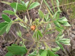 Image result for Chamaecrista absus