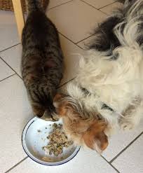 Food So Good That Cats And Dogs Share F Fm Dog Cat Dog Food Recipes Homemade Dog Food