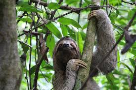 Several places in the country have been declared unesco world heritage sites, including the galapagos islands and the cities of quito and cuenca, which lie in the andes that run from north to south through the country. Freiwilligenarbeit In Ecuador Volunteer Im Zoo