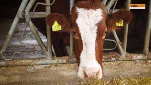 Cumpara acum ferme de vaci germania la 1.600,00 €. FermÄƒ Vaci Cow Farm Frisomat Romania Youtube