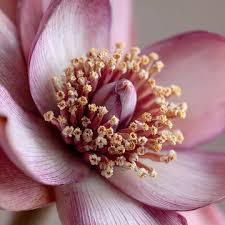 Image result for Musa ornata