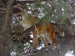 The cat was an arizona puma killed in 1917 by a predator hunter i.e. To Catch A Cougar A Bowhunter S Search For A Colorado Mountain Lion Colorado Outdoors Online