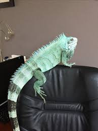 These beauties are natural from tropical areas like naturally, like any pet, iguanas need good care in order to live so long. Totally Free Newborn Iguana Pet Animals Special Iguana Pet Cute Reptiles Animals Beautiful