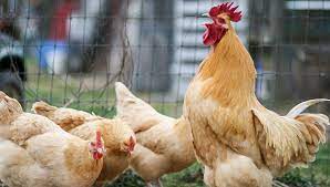 We did not find results for: Buff Orpington All You Need To Know Temperament And Egg Laying