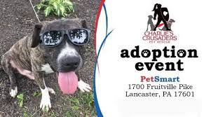 Pets adoption event flyer template postermywall. Dog Adoption Event Petsmart Lancaster July 24 2021 Allevents In