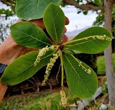 Image result for Terminalia stuhlmannii
