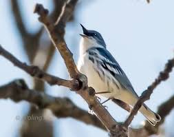 Birds Of Western North Carolina Photos Cerulean Warbler Blue Ridge Parkway Asheville Nc Blue Ridge Parkway North Carolina Western North Carolina