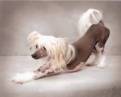 Chinese Crested Hairless Puppies Most Expensive Animals Chinese Crested Dog Chinese Crested Puppy Chinese Crested