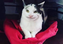 This Is The Very Polite Cat Ollie Album On Imgur