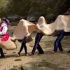 Lachlan lachy gillespie, emma watkins, anthony donald field, simon pryce search amazon for zamel the camel has five humps mp3 download browse other artists under w: Https Encrypted Tbn0 Gstatic Com Images Q Tbn And9gcrzui D2yo8ftod Wmkd3x8jly0v6y Lhqpoc 1 Nj4gibu4owa Usqp Cau