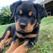 Rotties are often silent, observant, and serene, but females may bark more often than males. Rottweiler Puppies For Sale Rottweiler Puppies For Adoption Near You
