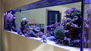 As with other species of fish, it's important to keep the aquarium and its water clean. Beautiful Triton Reef Aquascape Room Divider 7 Months Old Youtube