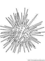 Sea Urchin Printable Coloring Pages For Kids Jpg 540 720 Printable Coloring Pages Coloring Pages Animal Coloring Pages