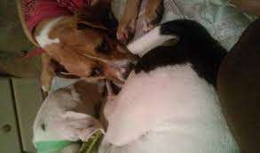 Check spelling or type a new query. Boxer Pit Mix And Dalmatian Pit Mix Fee Each For Sale In Huntsville Alabama Classified Americanlisted Com