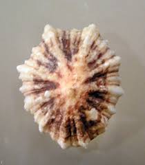 Image result for Patella aspera