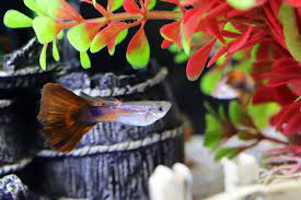 Spring Cleaning: How To Clean And Give Your Old Tank New Life