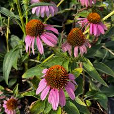 Image result for Echinacea purpurea `Magnus`