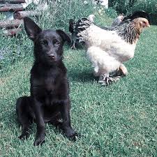 Native to australia, they do well in just about any type of climate. Australian Kelpie Dog Breed Information American Kennel Club